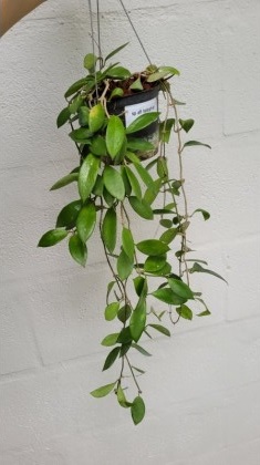 Hoya SP. Aff. halophila (large)