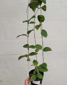 Hoya sp. aff. ovalifolia (large)