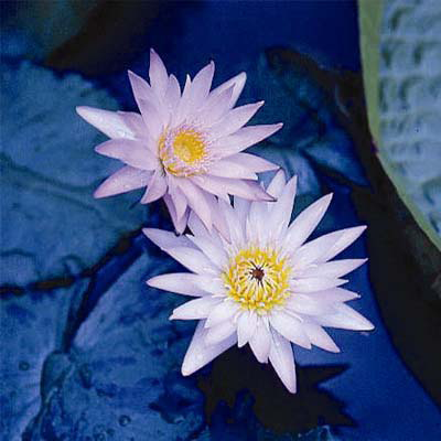 Nymphaea charles thoma