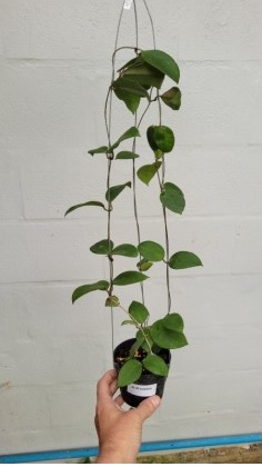 Hoya sp. aff. ovalifolia (large)