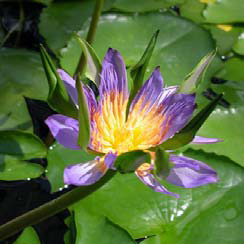 Nymphaea . Blue Indian Goddess - ThaiFlora