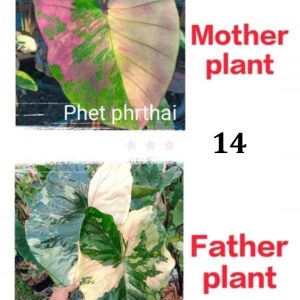 Colocasia NEW HYBRID seeds nr 14