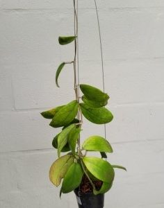 Hoya sp. aff. Vitellina (orange)/IML 1348 (large)