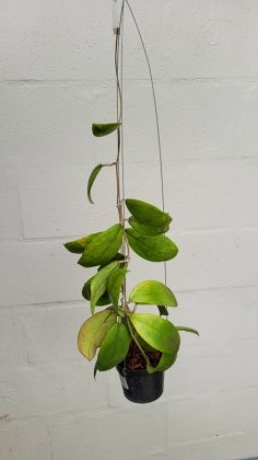 Hoya sp. aff. Vitellina (orange)/IML 1348 (large)