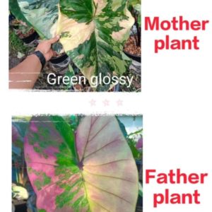 Colocasia NEW HYBRID seeds nr 15