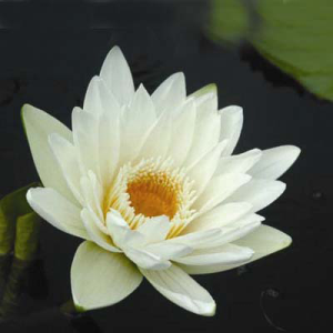 Nymphaea charles winch