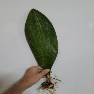 Sansevieria masoniana (whalefin)