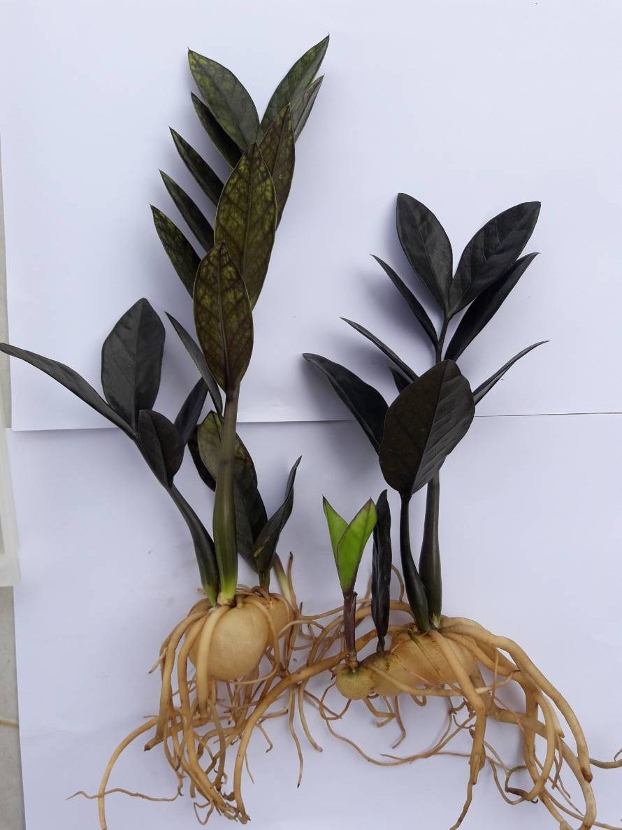Zamioculcas 'Black Dragon' - Image 2