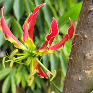 Gloriosa superba