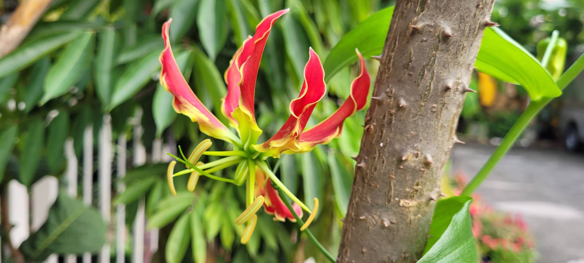 Gloriosa superba