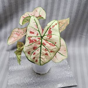 Caladium NEW hybrid