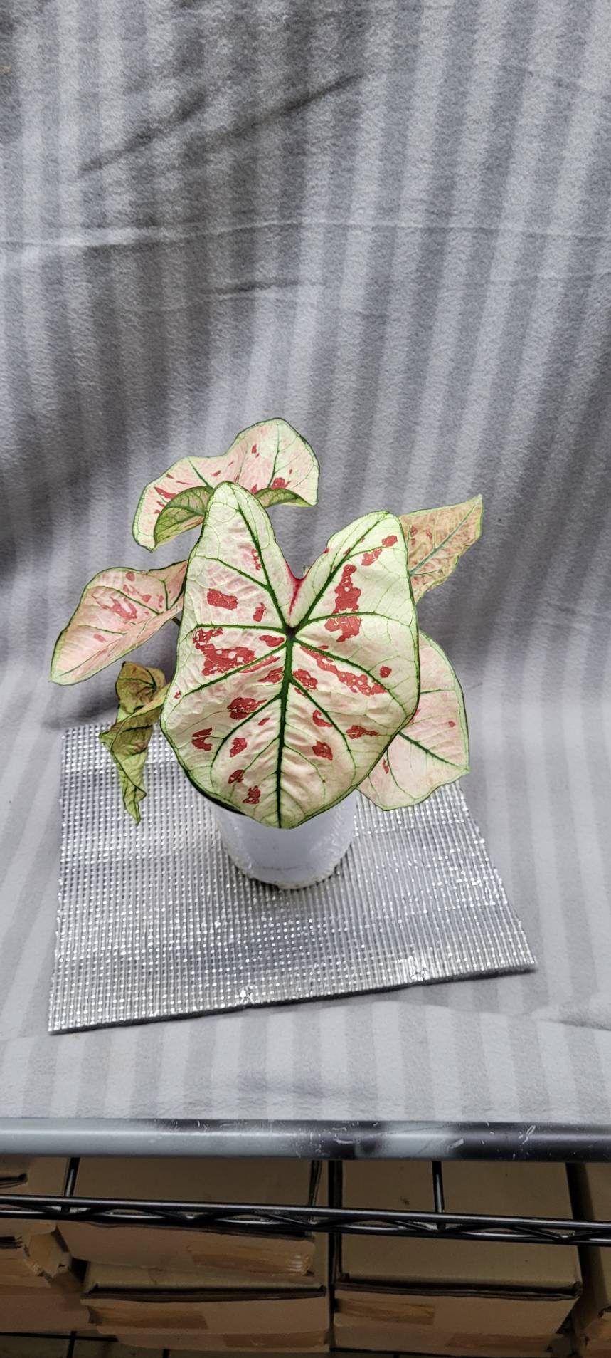 Caladium NEW hybrid