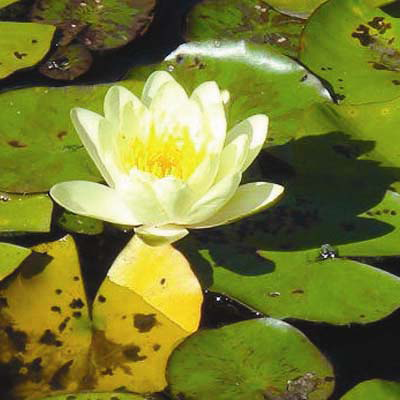 Nymphaea Chromatella
