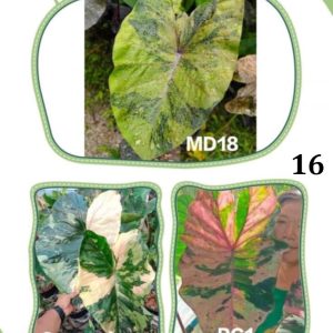 Colocasia NEW HYBRID seeds nr 16