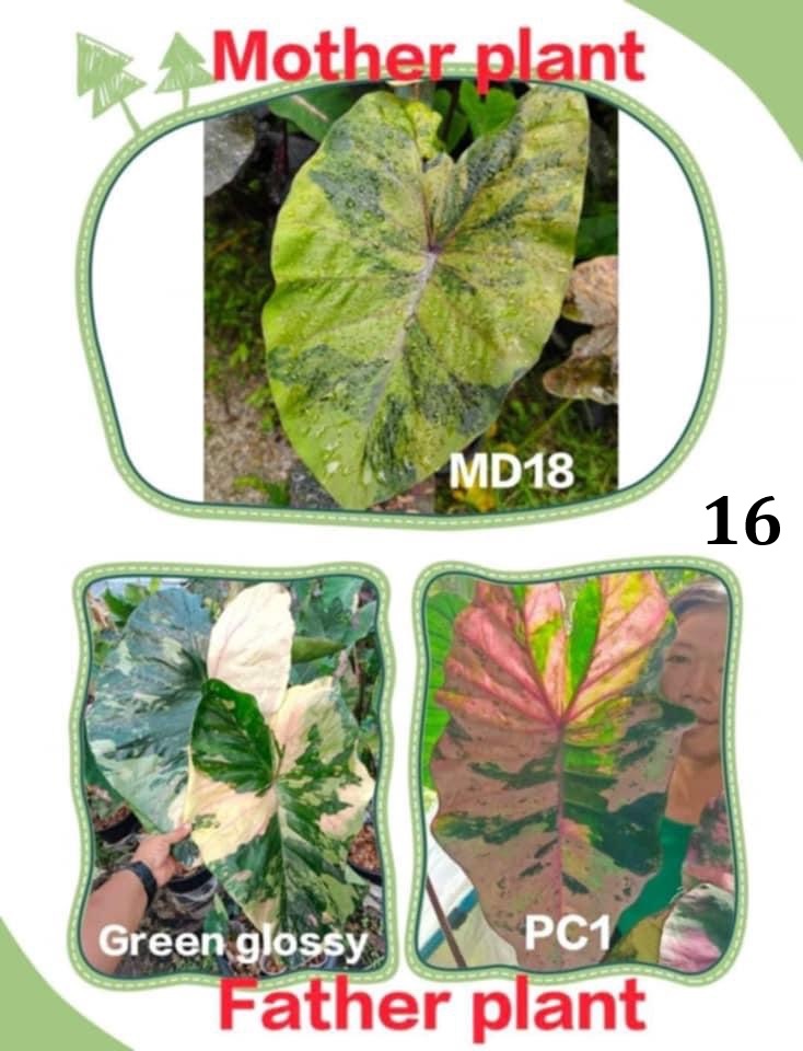 Colocasia NEW HYBRID seeds nr 16