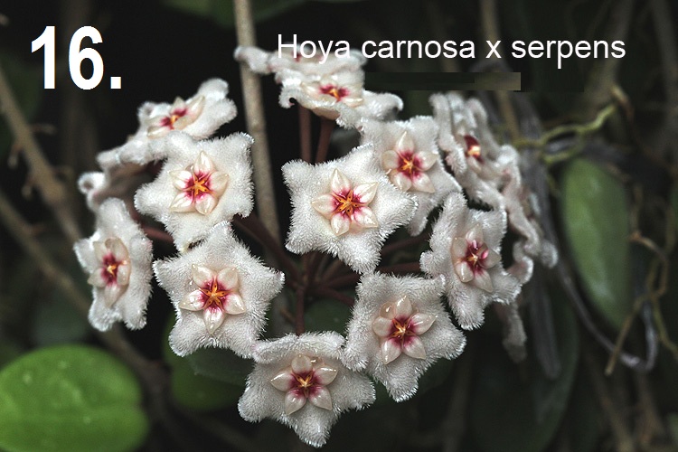 Hoya carnosa X serpens (splash) large plant - Image 2