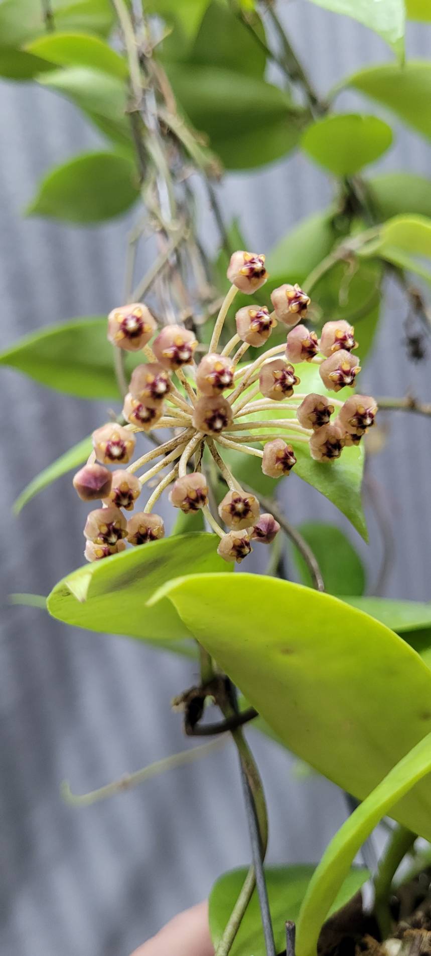 Hoya sp. Ambon (large)
