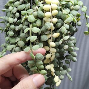 Dischidia nummularia variegata(large)