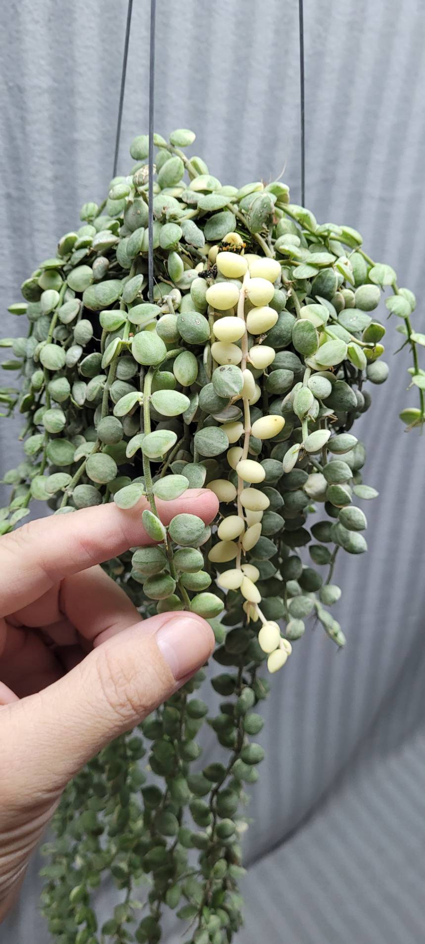 Dischidia nummularia variegata(large)