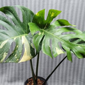 Monstera deliciosa Thai constellation!!!!! large