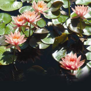Nymphaea Colorado