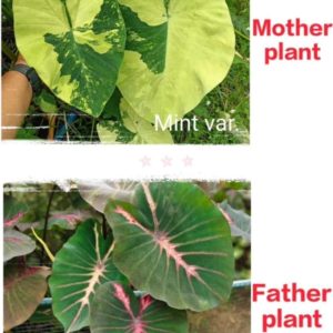 Colocasia NEW HYBRID seeds , nr 17