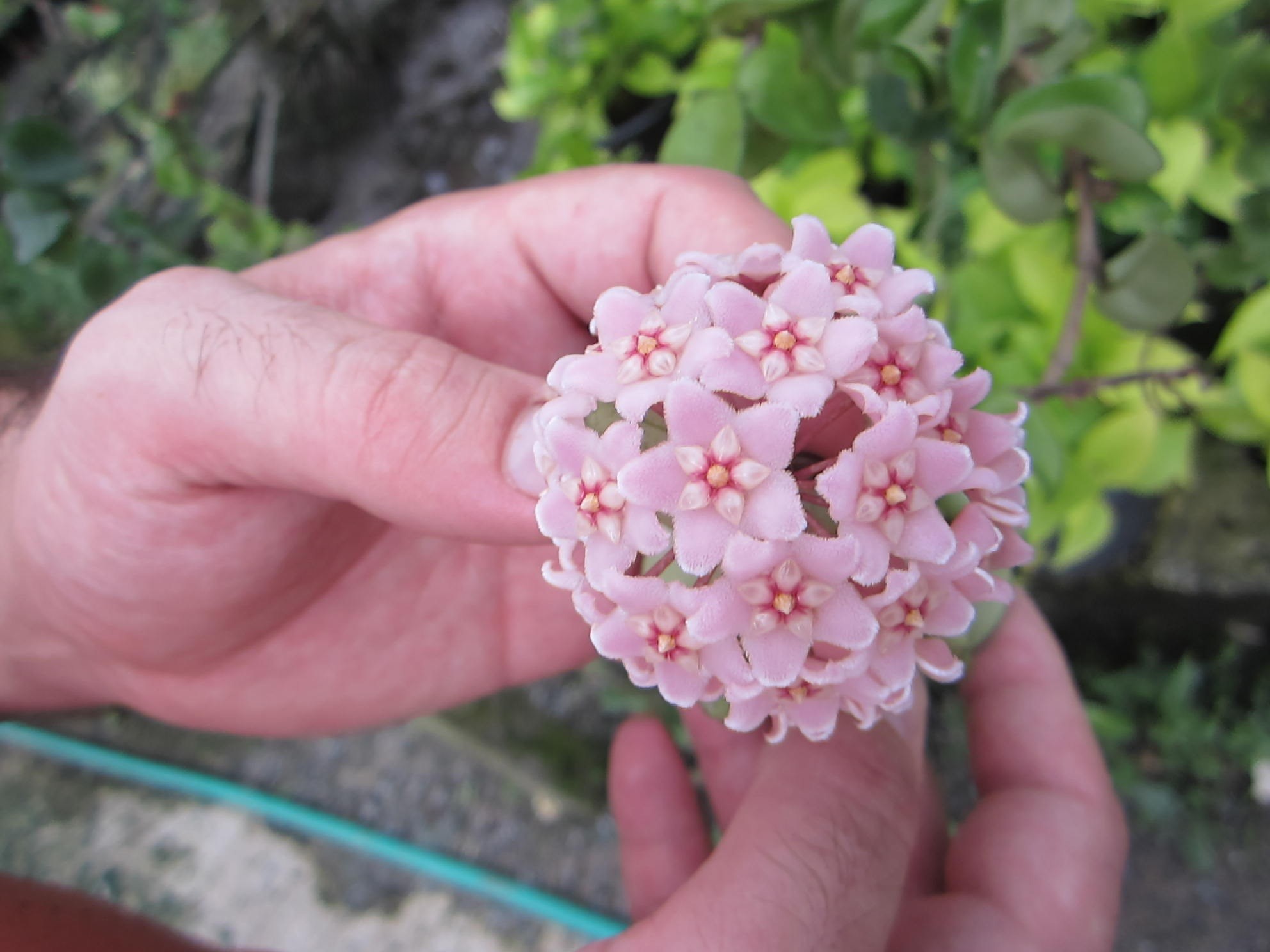 Hoya carnosa pink ( rooted cutting )