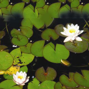 Nymphaea Colossea