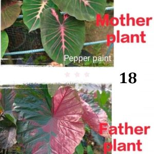 Colocasia NEW HYBRID seeds , nr 18