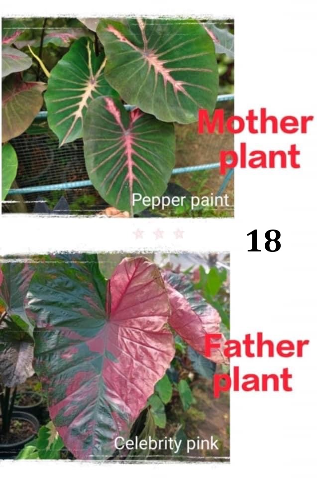 Colocasia NEW HYBRID seeds , nr 18