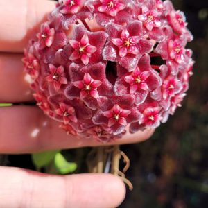 Hoya pubicalyx dark red (large)