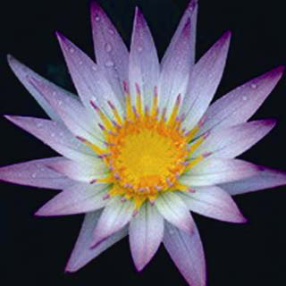 Nymphaea Dauben