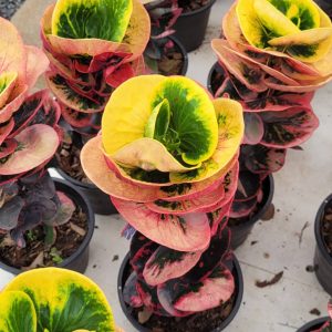 Croton variegata (cabbage Croton)