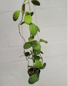Hoya waymaniae (round leaves) ((large)