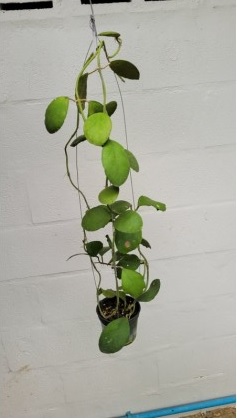 Hoya waymaniae (round leaves) ((large)