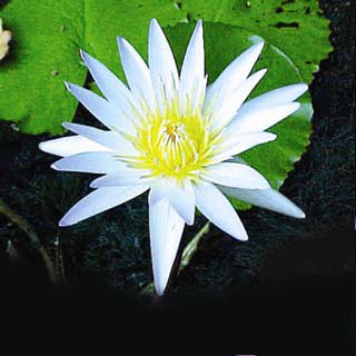 Nymphaea daubeniana