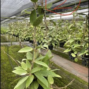 Hoya parasitica(large)