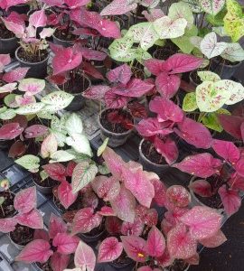 Caladium mixed tubers (Pack of 5 tubers)
