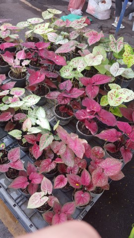 Caladium mixed tubers (Pack of 5 tubers)