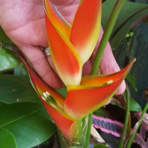 Heliconia stricta cv. Oliveiras sharonii