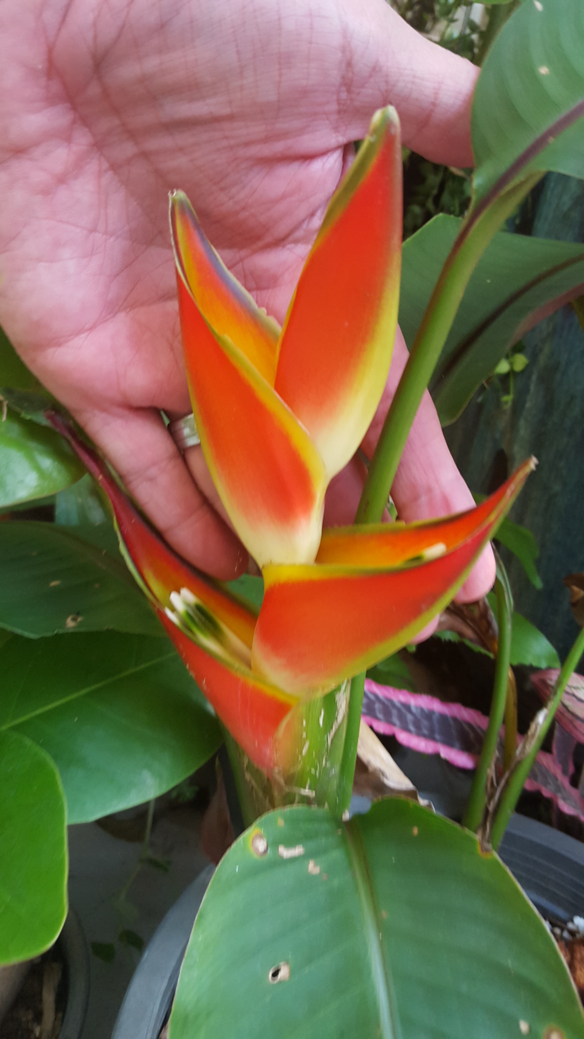 Heliconia stricta cv. Oliveiras sharonii