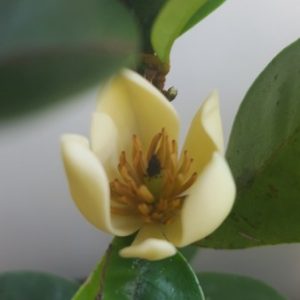 Magnolia figo