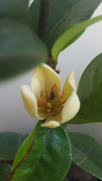 Magnolia figo