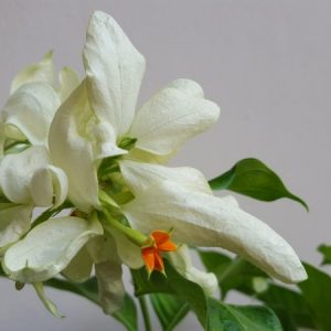 Mussaendra erythrophylla white