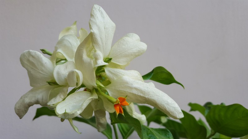 Mussaendra erythrophylla white