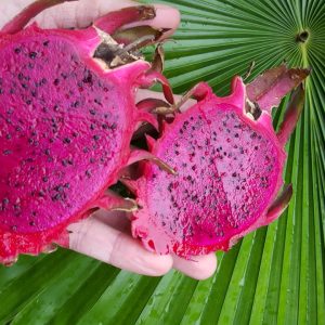 Pink Dragon fruit
