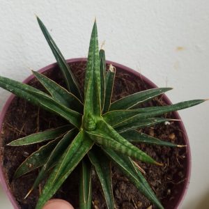Sansevieria ballyii