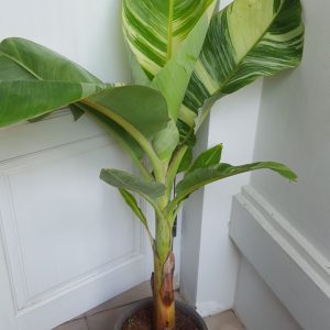 Musa nam wa kum variegated