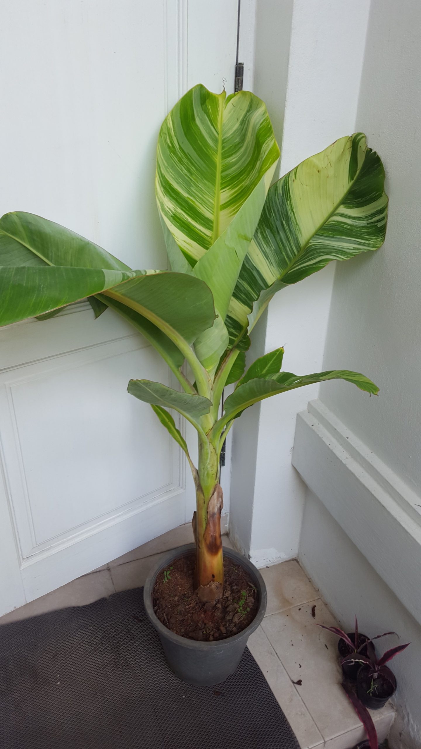 Musa nam wa kum variegated
