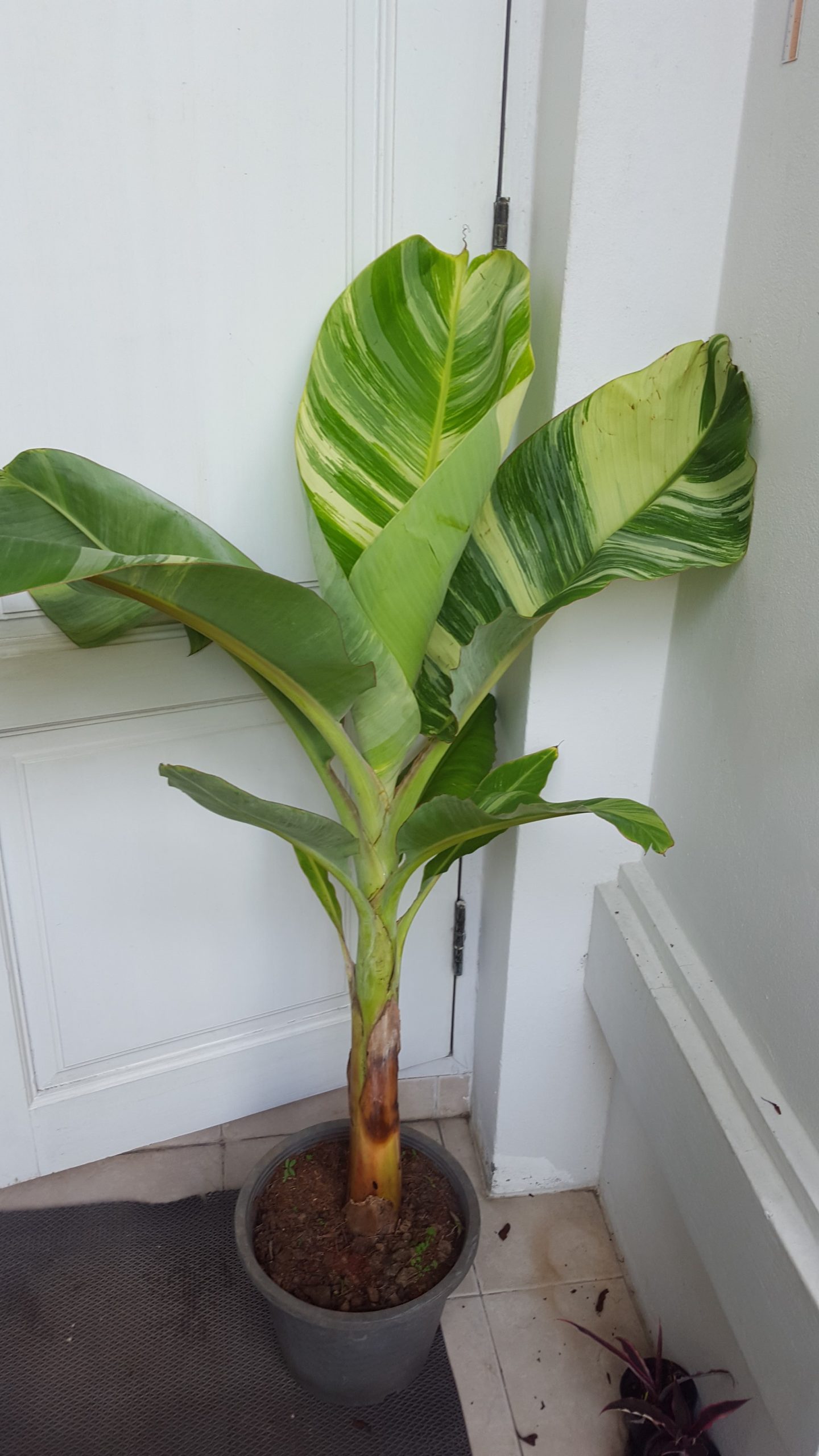 Musa nam wa kum variegated - Image 2